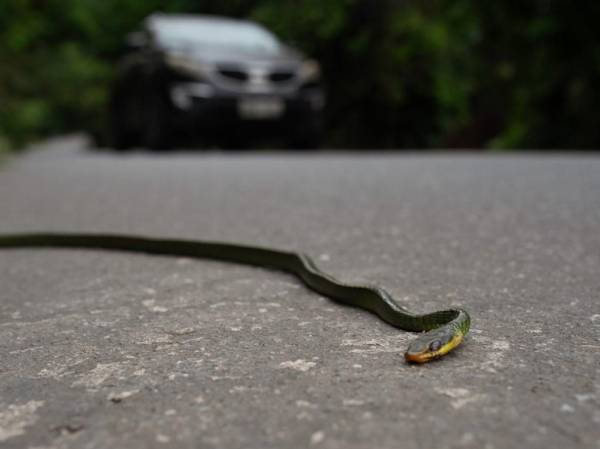 La inteligencia artificial ayuda a salvar animales en las carreteras