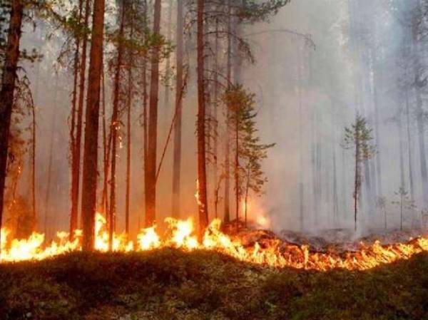 Honduras: Incendios han afectado más de 78.600 hectáreas de bosques en el 2022
