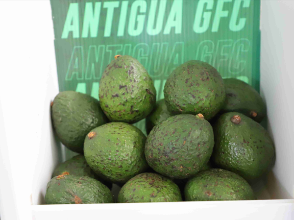 Datos de la Unidad de Inteligencia de Mercados de AGEXPORT informan que Guatemala exportó US$16 millones en aguacate en 2024, duplicando el volumen respecto a 2018. Foto de cortesía