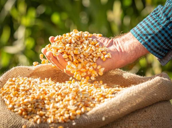 <i>Podrán presentar solicitud del contingente las empresas avícolas o aquellas empresas que utilicen el maíz amarillo como insumo. Foto de iStock</i>