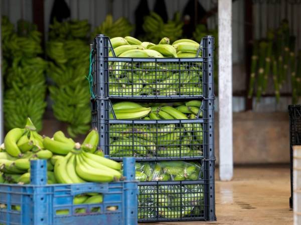 Empresa bananera en Costa Rica cierra fincas y despide empleados a causa de política cambiaria