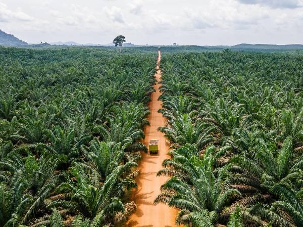 <i>El informe subraya como ejemplos de vulnerabilidad ante las eventuales nuevas restricciones la piña y el banano de Costa Rica; el café y el aceite de palma de Honduras, y el banano, el cacao y el mango de la República Dominicana. Foto de Anks Rachman / Getty Images</i>