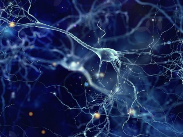 Científicos implantan neuronas humanas en cerebros de ratas para estudiar enfermedades psiquiátricas