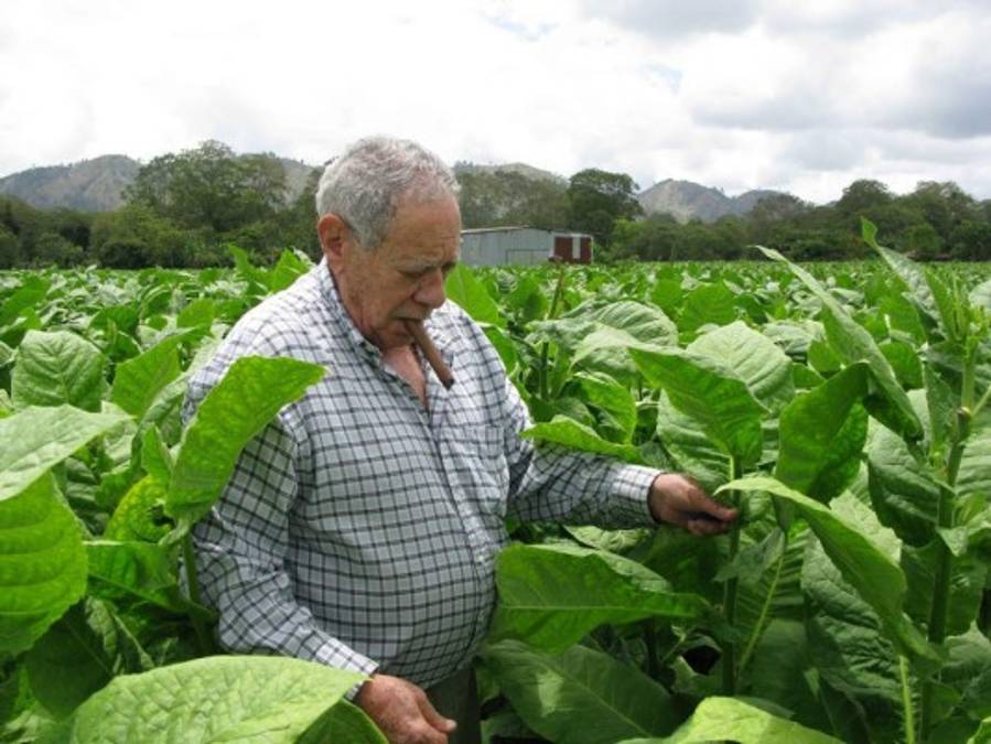 Orlando Padrón inspeccionando la plantación de capa de tabaco en el municipio de Jalapa, Nueva Segovia, Nicaragua, en 2007. Foto de Roberto Fonseca.