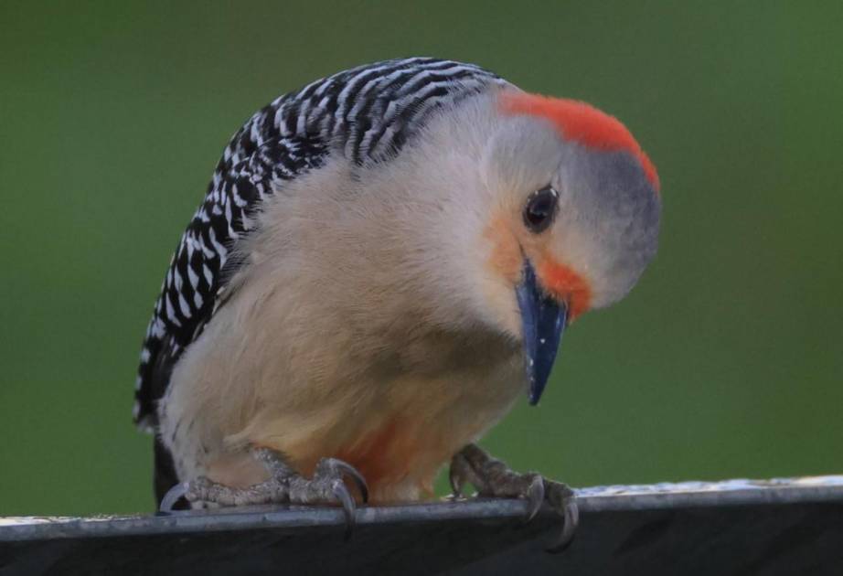 Bird watching to help with science