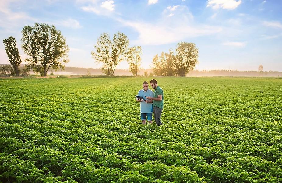 A enero de 2025, las exportaciones costarricenses de los sectores agrícola y alimentario en su conjunto representan el 31 % del total de los envíos que hace el país al exterior. Foto de iStock