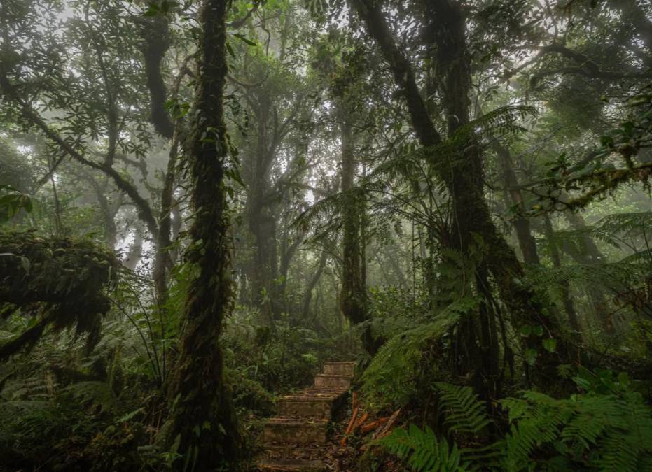 <i>Parque Nacional El Imposible, El Salvador. Es una de las zonas naturales más desconocidas de la región. La administración de El Imposible, bajo la tutela del Ministerio de Medio Ambiente, ha desarrollado un modelo de turismo sostenible que promueve actividades de bajo impacto, como avistamiento de aves, caminatas guiadas y educación ambiental. FOTO MARN</i>
