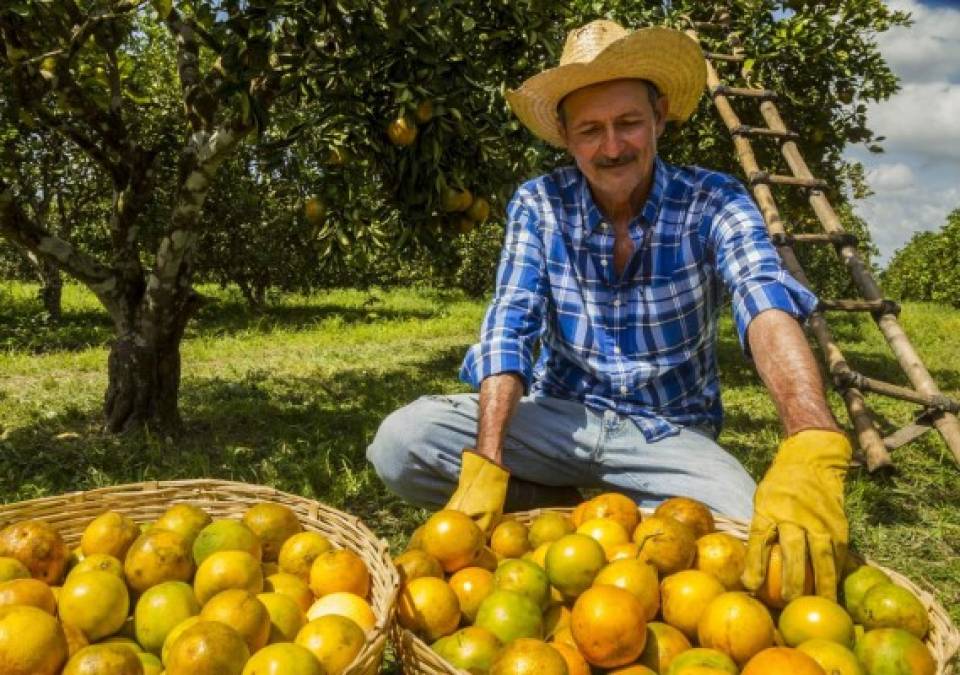Honduras: Inicia la cosecha de naranja