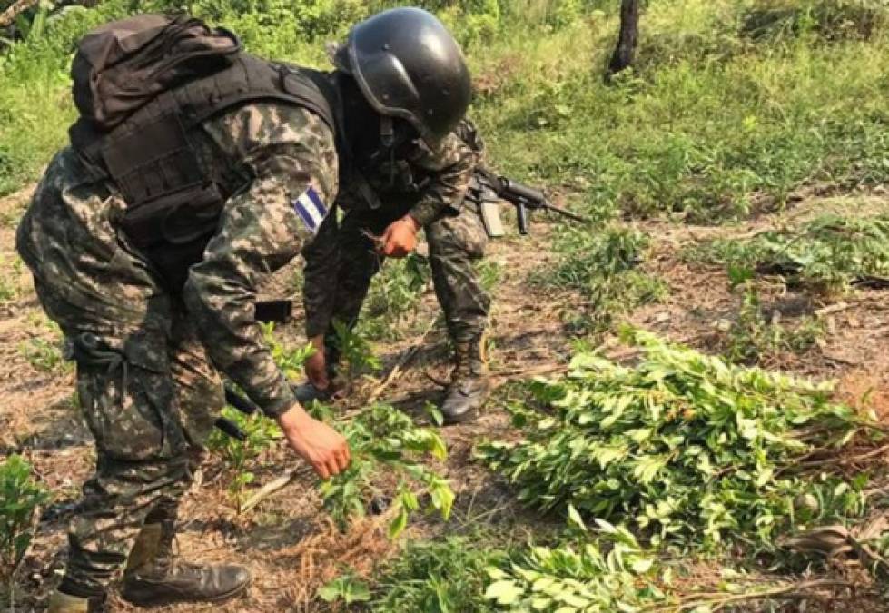 Honduras descubre plantación de coca