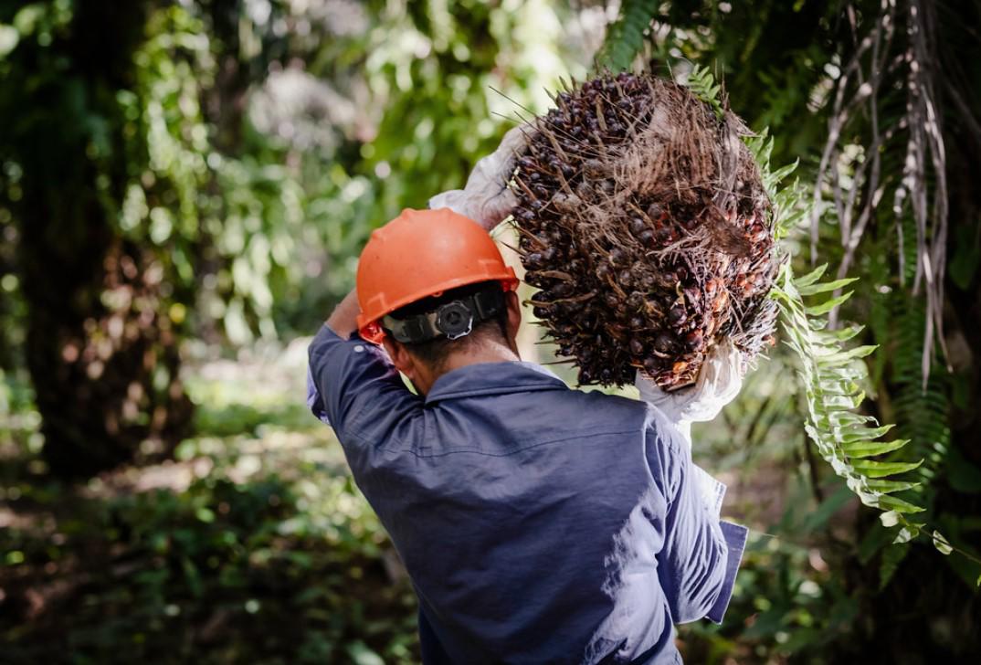 Aumentan 106 % las exportaciones de aceite de palma en Centroamérica
