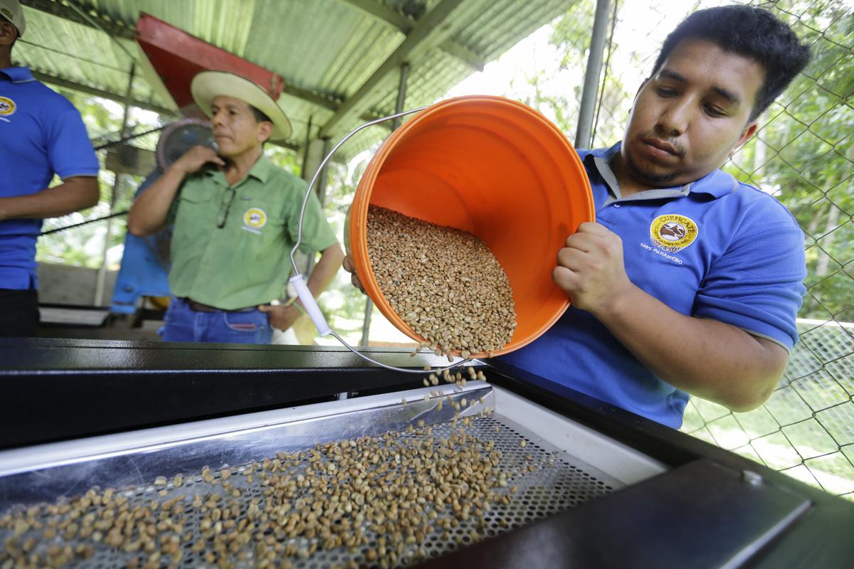 <i>ACOMPAÑA CRONICA : PANAMÁ CAFÉ AME5475. LAS GAITAS (PANAMÁ), 04/09/2024.- Un agricultor procesa granos de café este martes, en Las Gaitas (Panamá). En los alrededores de la cuenca del Canal de Panamá un pequeño grupo de agricultores ha visto potenciar sus fincas de café en los últimos años a la vez que cargan la responsabilidad de ser los guardianes ambientales de esa área boscosa, clave para la sostenibilidad de la vía interoceánica. EFE/ Carlos Lemos</i> <i>ACOMPAÑA CRONICA : PANAMÁ CAFÉ AME5475. LAS GAITAS (PANAMÁ), 04/09/2024.- Un agricultor procesa granos de café este martes, en Las Gaitas (Panamá). En los alrededores de la cuenca del Canal de Panamá un pequeño grupo de agricultores ha visto potenciar sus fincas de café en los últimos años a la vez que cargan la responsabilidad de ser los guardianes ambientales de esa área boscosa, clave para la sostenibilidad de la vía interoceánica. EFE/ Carlos Lemos</i>