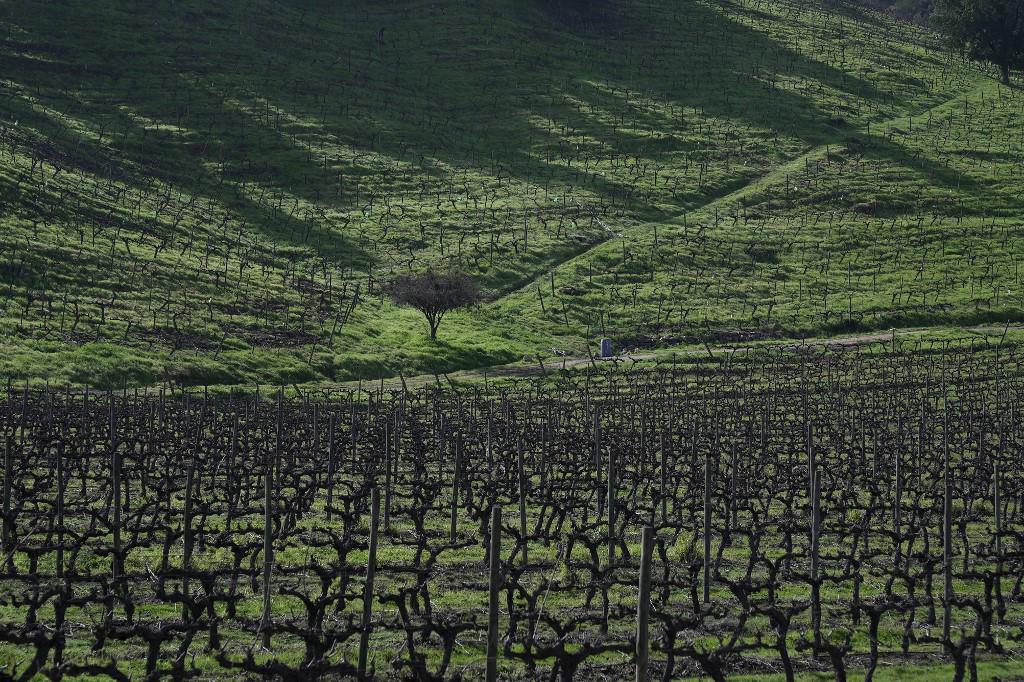 Imagen de campos de vid en la viña Vik en Millahue, Región de O’Higgins, Chile, tomada el 9 de agosto de 2023. En los valles de Chile central, la tierra del Carmenere, Cabernet Sauvignon o Merlot, los enólogos cosechan de noche, usan caballo estiércol, y rescatar viejas técnicas para hacer frente a la falta de agua y los vaivenes del clima. (Foto de Pablo COZZAGLIO / AFP) Imagen de campos de vid en la viña Vik en Millahue, Región de O’Higgins, Chile, tomada el 9 de agosto de 2023. En los valles de Chile central, la tierra del Carmenere, Cabernet Sauvignon o Merlot, los enólogos cosechan de noche, usan caballo estiércol, y rescatar viejas técnicas para hacer frente a la falta de agua y los vaivenes del clima. (Foto de Pablo COZZAGLIO / AFP)