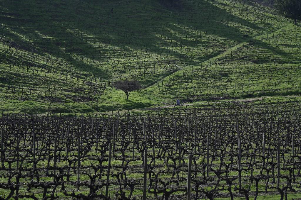 Imagen de campos de vid en la viña Vik en Millahue, Región de O’Higgins, Chile, tomada el 9 de agosto de 2023. En los valles de Chile central, la tierra del Carmenere, Cabernet Sauvignon o Merlot, los enólogos cosechan de noche, usan caballo estiércol, y rescatar viejas técnicas para hacer frente a la falta de agua y los vaivenes del clima. (Foto de Pablo COZZAGLIO / AFP)