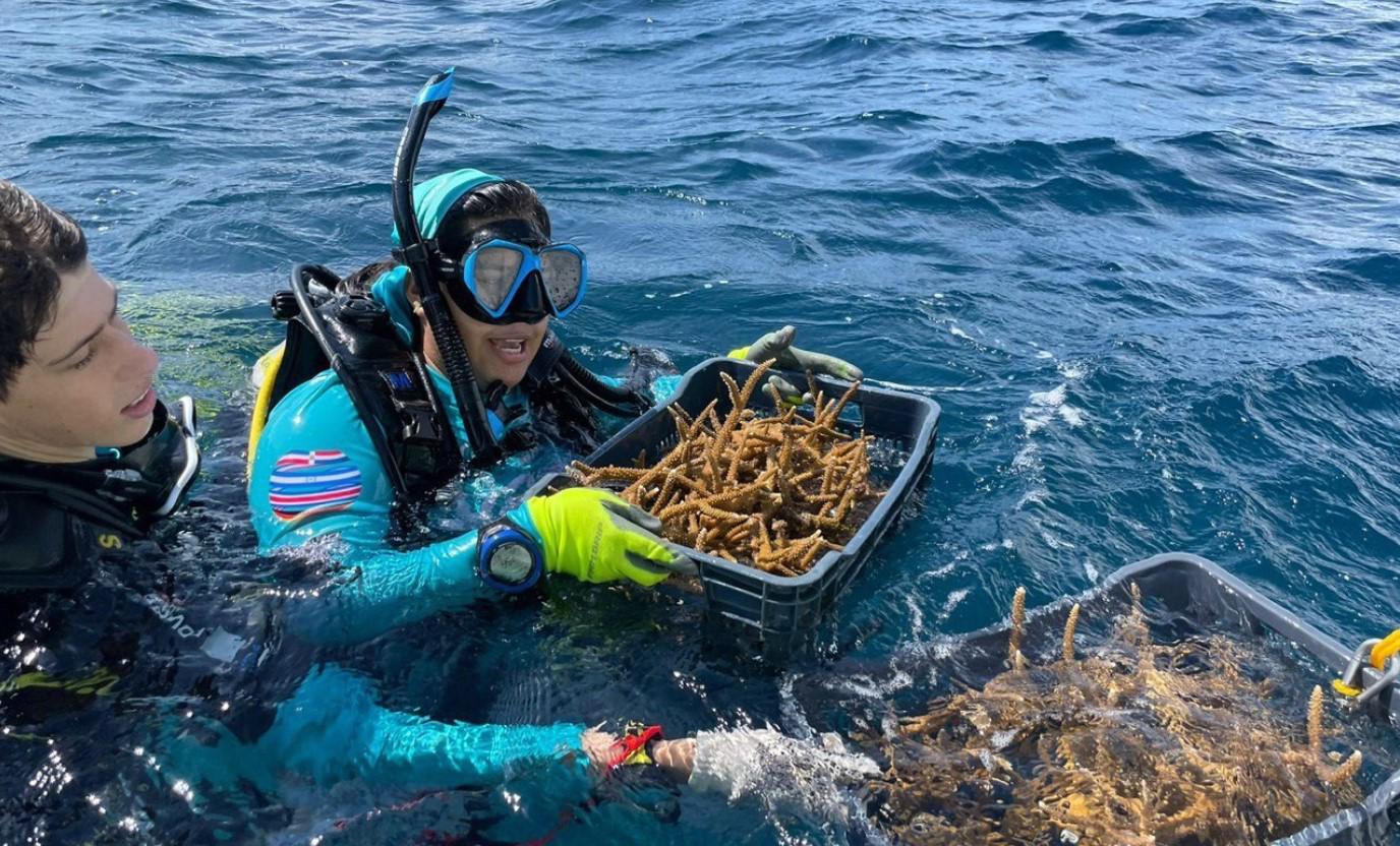 Coralmania: Más de 6.200 m2 de coral serán restaurados en el trasplante masivo