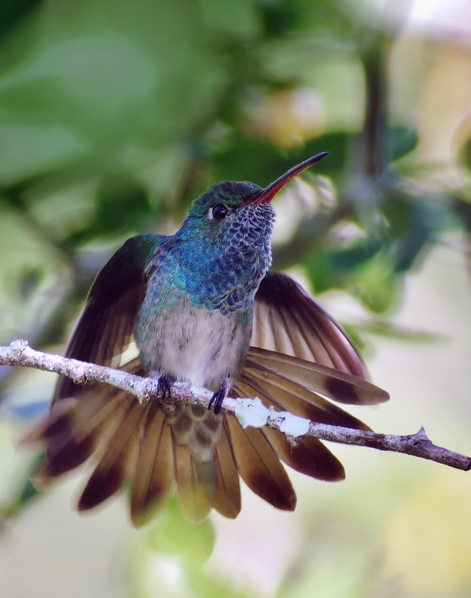 Honduras: Experiencias de viaje para el turista exigente