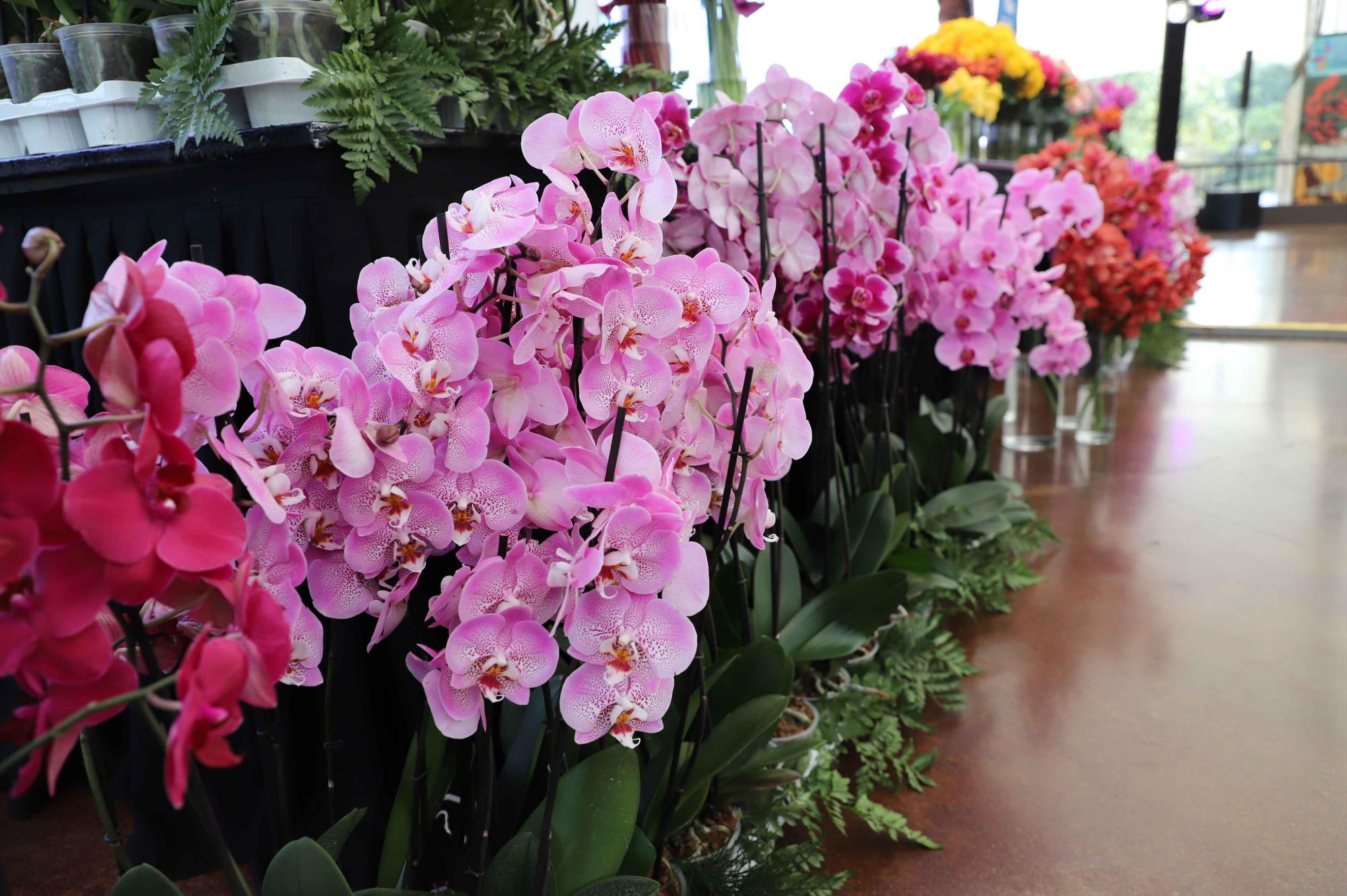 Exportaciones de rosas de Guatemala crecieron un 13 % en 2025