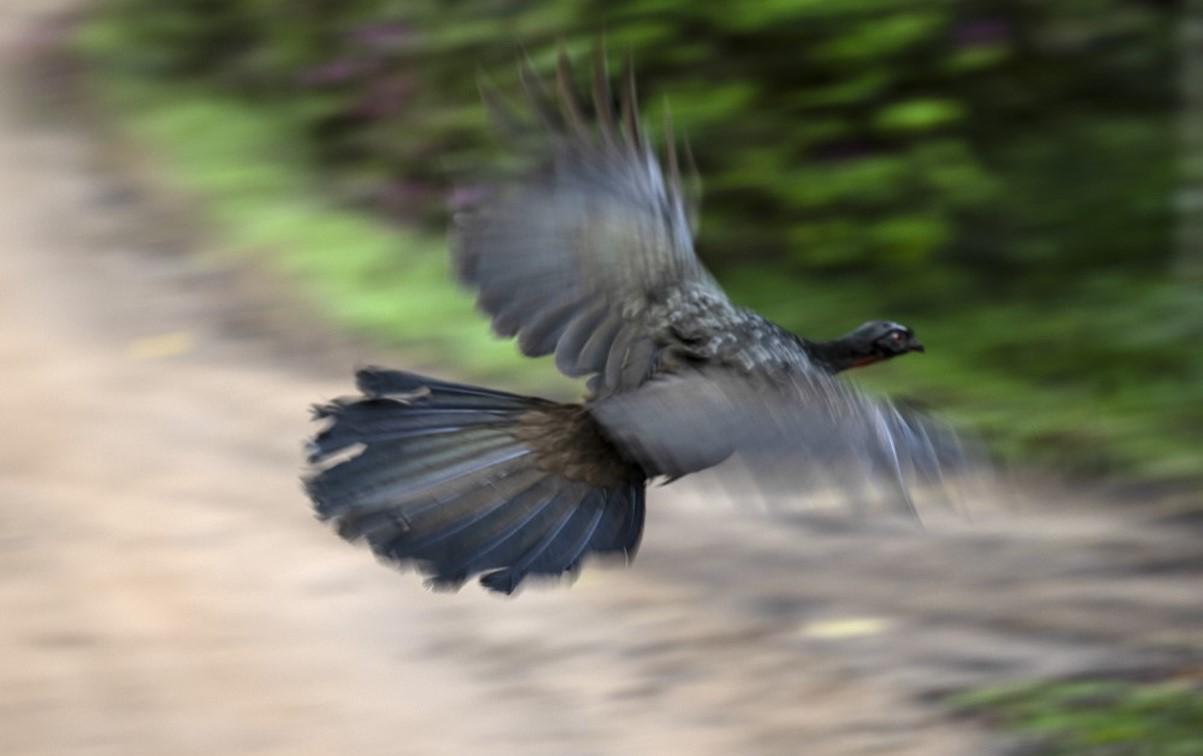 <i>Un pájaro Jacu vuela en la plantación de café Camocim en Domingos Martins, estado de Espírito Santo, Brasil.CARL DE SOUZA/AFP</i>