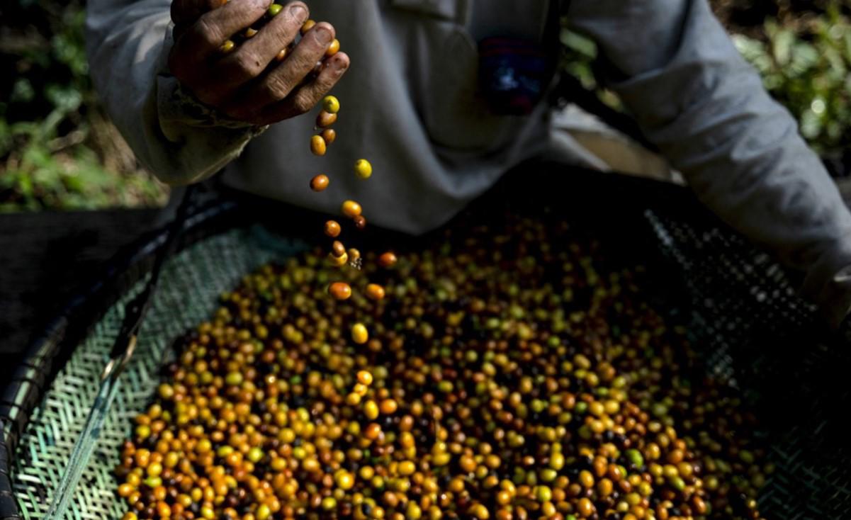 <i>Un trabajador tamiza granos de café en la plantación de café Camocim en Domingos Martins, estado de Espírito Santo, Brasil, el 25 de agosto de 2023. CARL DE SOUZA/AFP</i>