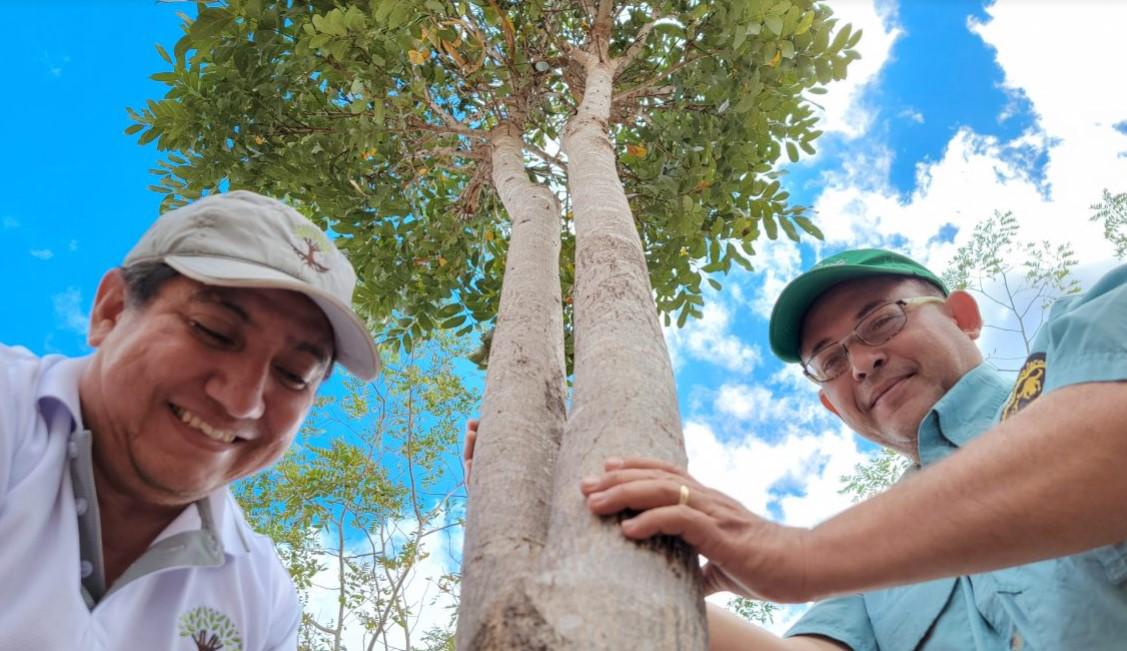 Crece exitoso programa de reforestación en Nicaragua Crece exitoso programa de reforestación en Nicaragua